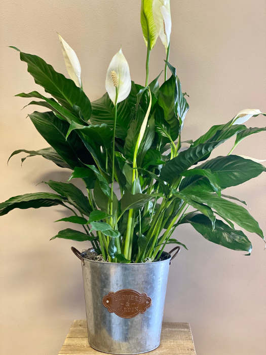fresh peace lily plant Peace Lily – The Fresh Flower Market