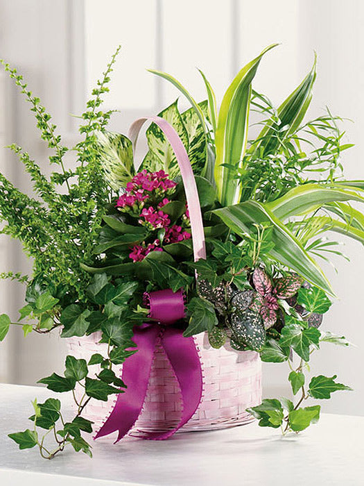 A basket dish garden containing a variety of green plants and flowers, adorned with a purple ribbon.