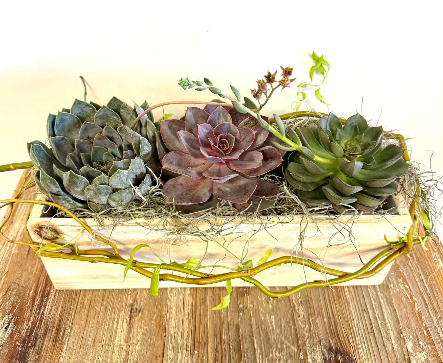 Succulent Trio