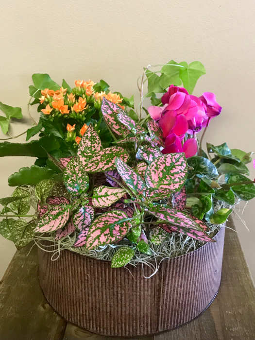 Baskets of Blooms