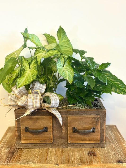 Plant Duo