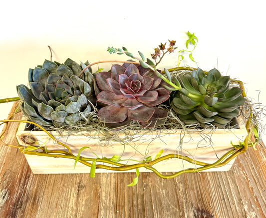 Succulent Trio