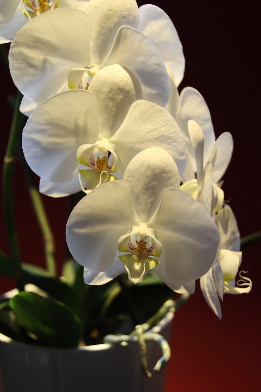 Phaleanopsis Orchid