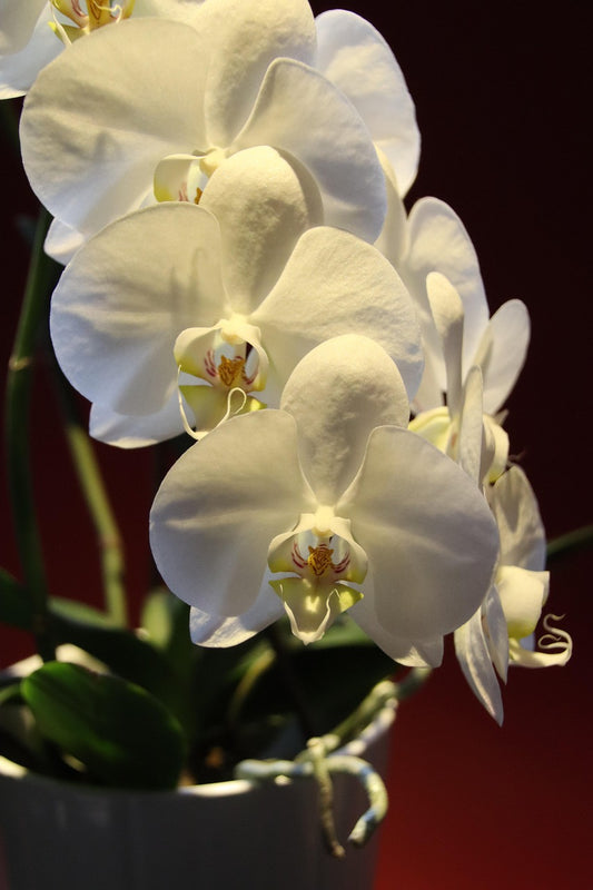 Phaleanopsis Orchid