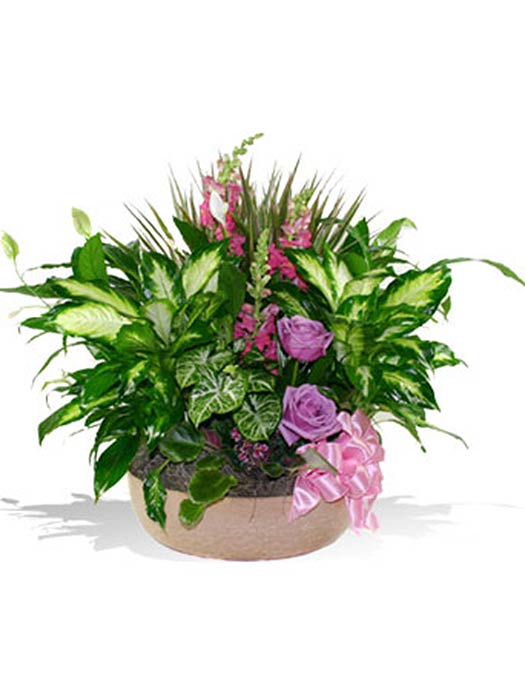 Indoor Garden with Fresh Cuts