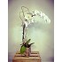 Phaleanopsis Orchid